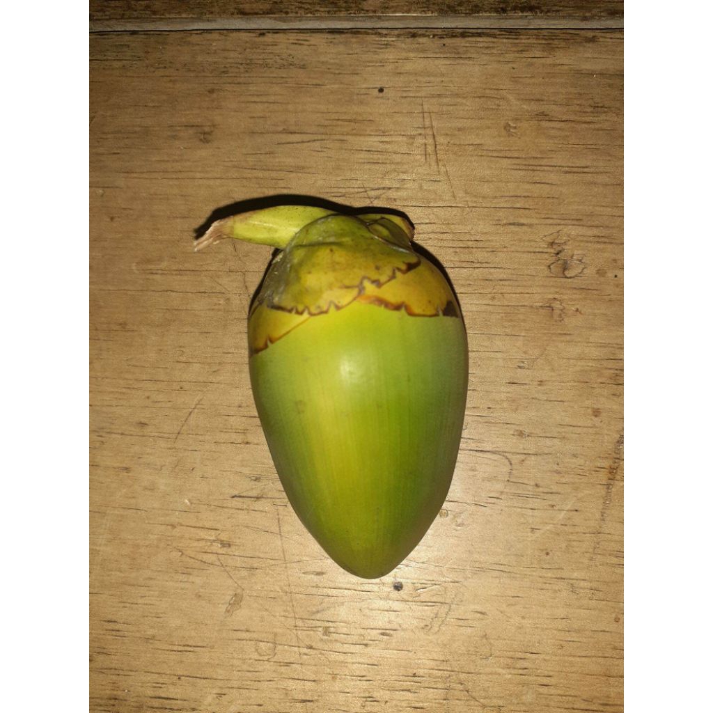 

Buruluk kelapa fresh 1000/ pcs