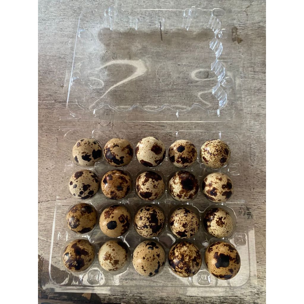 

Telur Puyuh 20 Butir Isi Mika – Segar, Berkualitas & Praktis