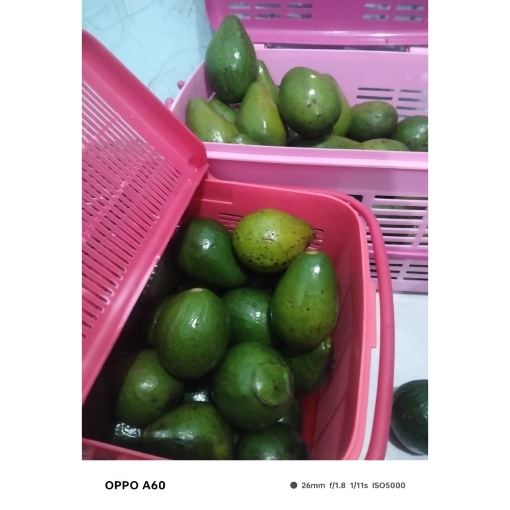

alpukat mentega/lokal asli bandungan 1 kg isi 5-7 buah