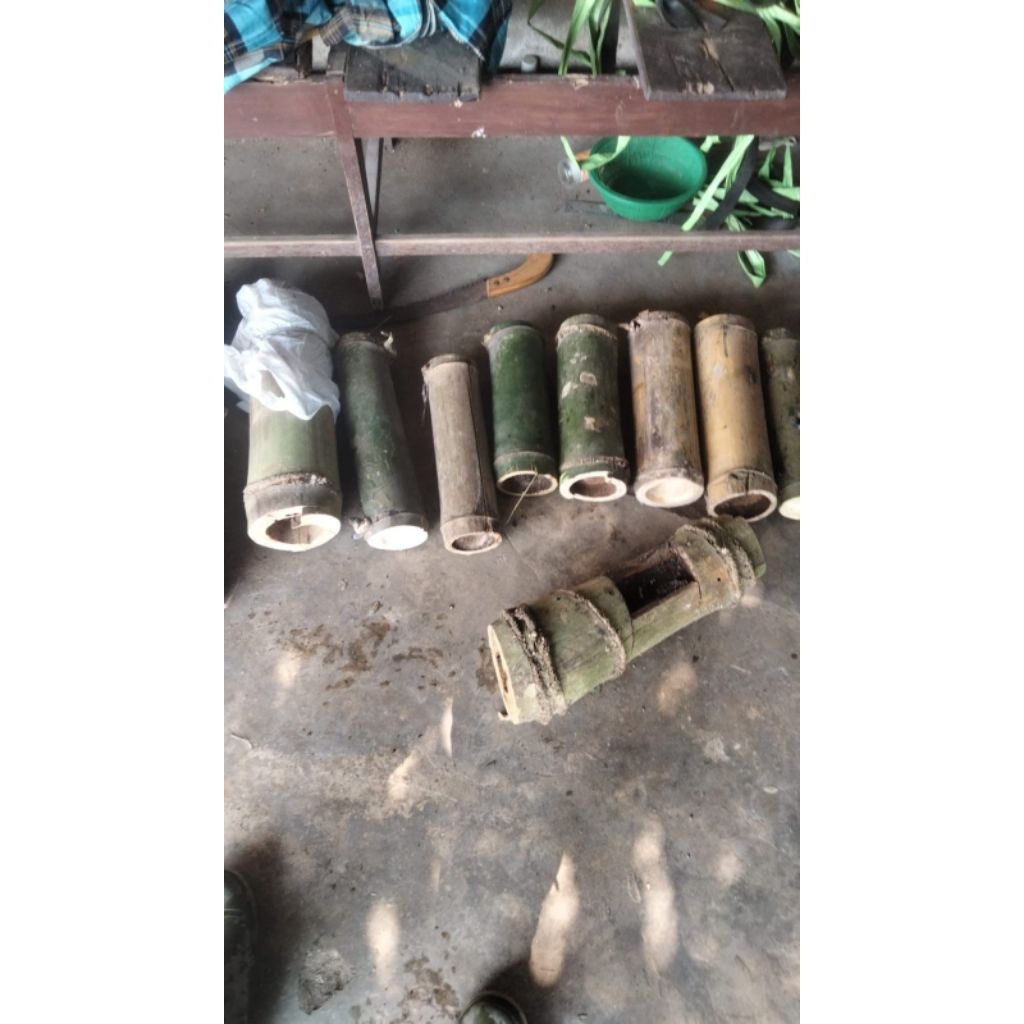 Bibit lebah klanceng