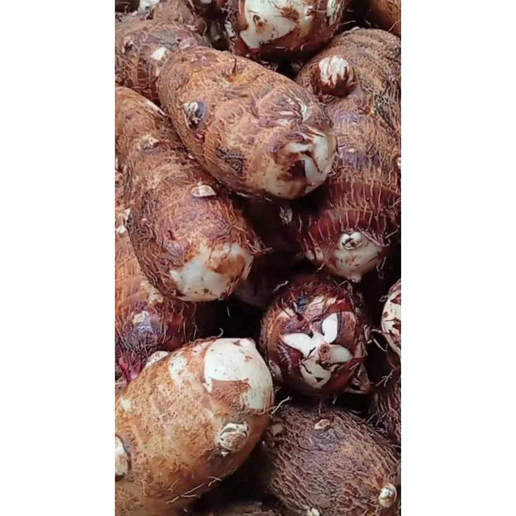 

UMBI TALAS/TALAS KIMPUL PULEN SEGAR 1 KG.