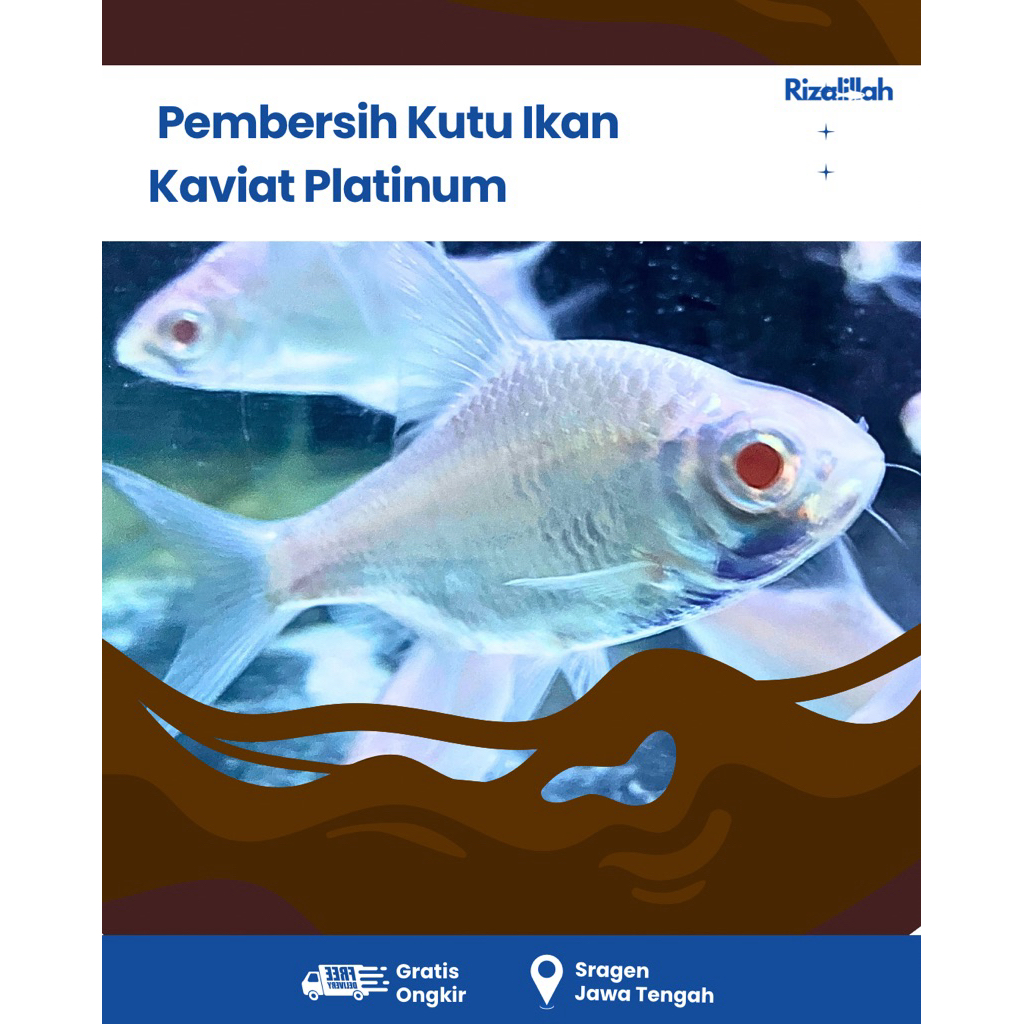 Kaviat Platinum