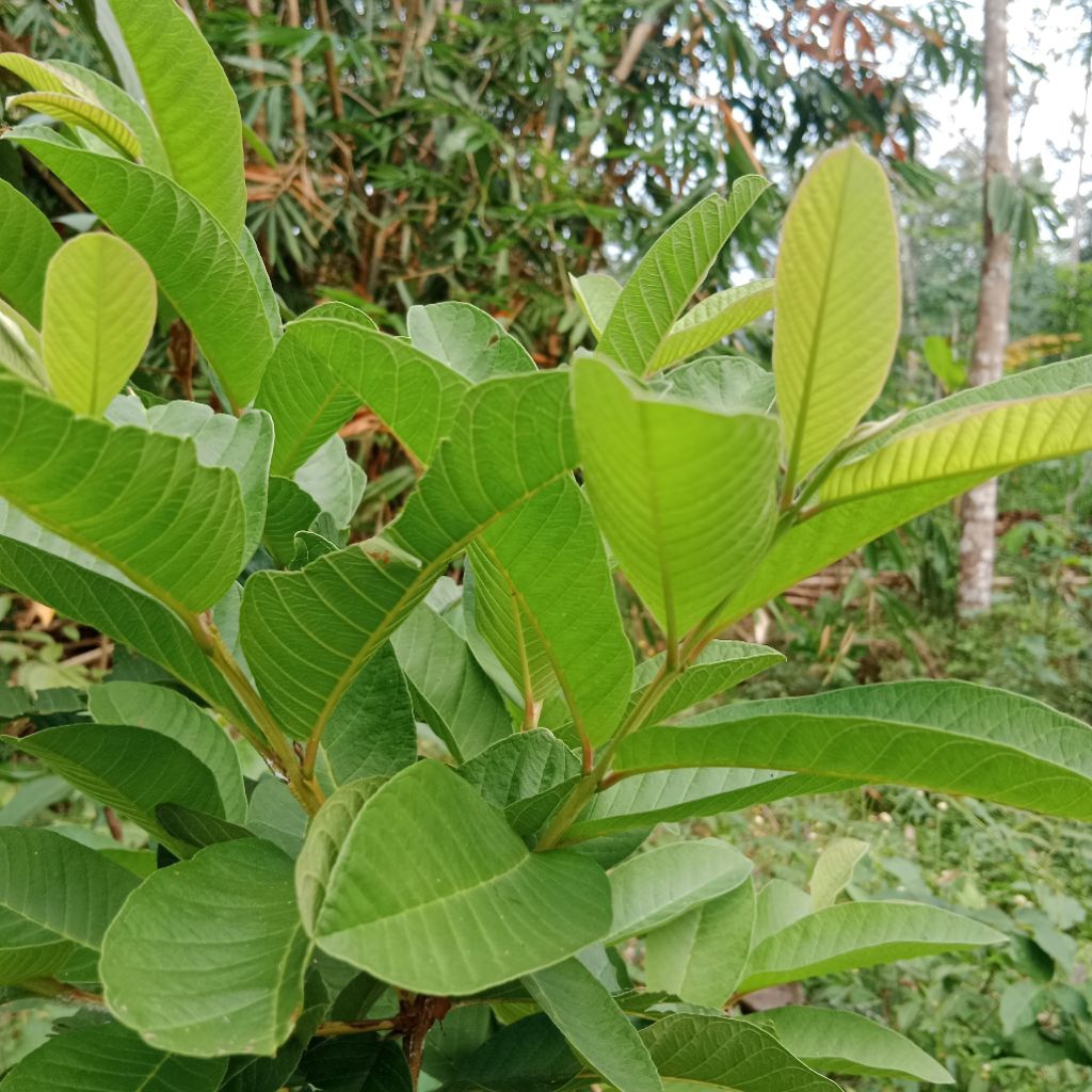 

Daun pucuk jambu biji segar _ obat herbal diare