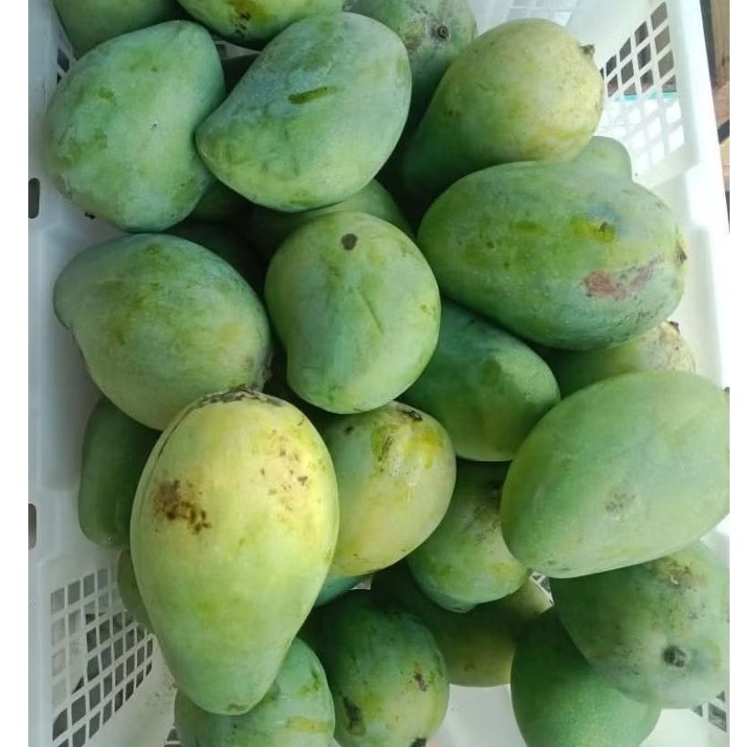 

MANGGA HARUM MANIS– BUAH DARI LANGSUNG KEBUN