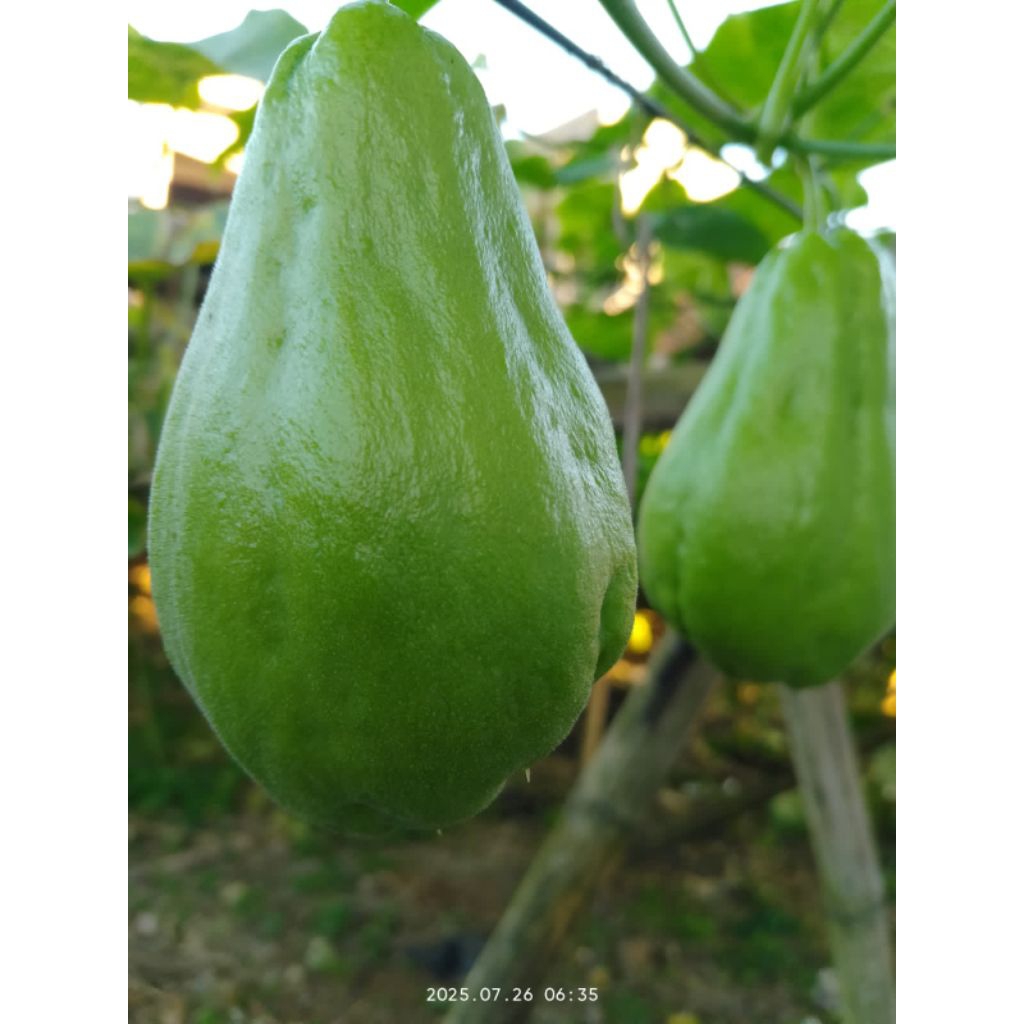 

sayur murah labu siam /kg