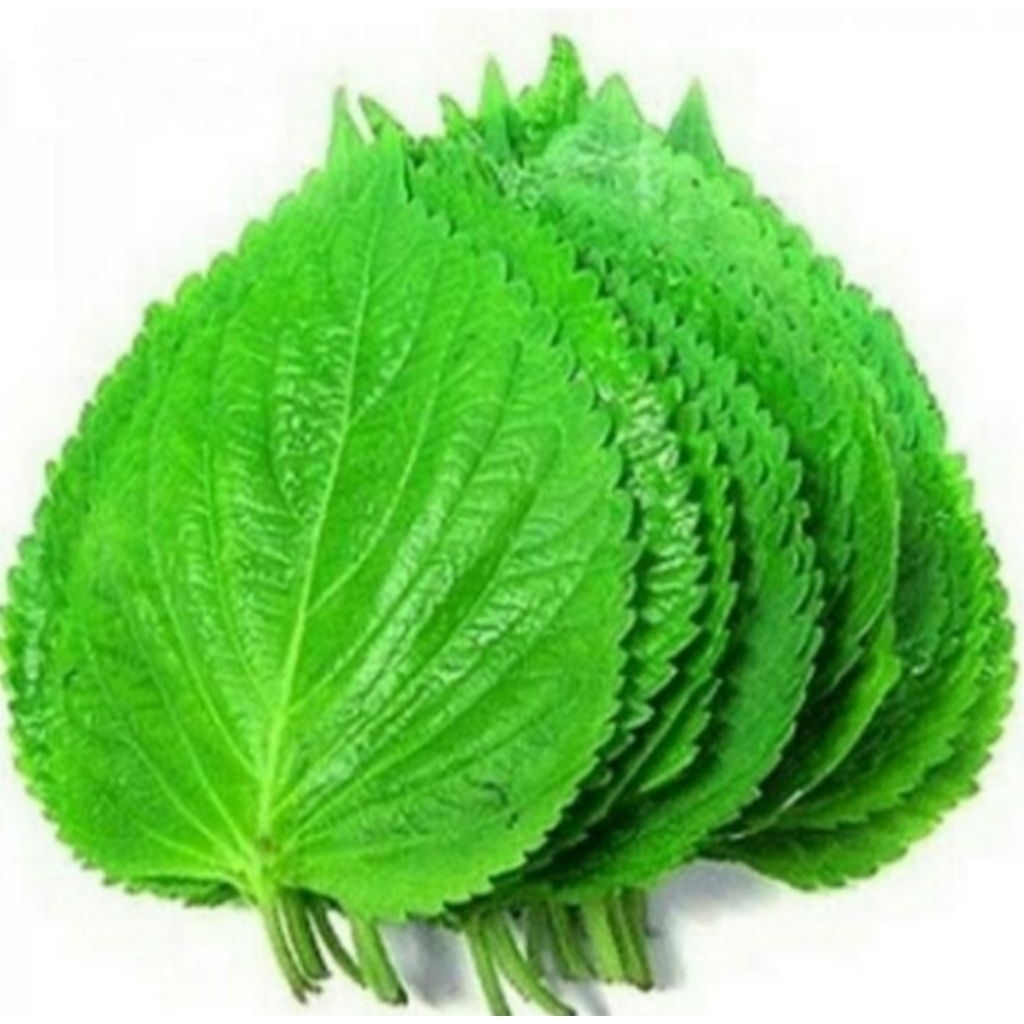 

Daun wijen besar perilla leaf 100gram