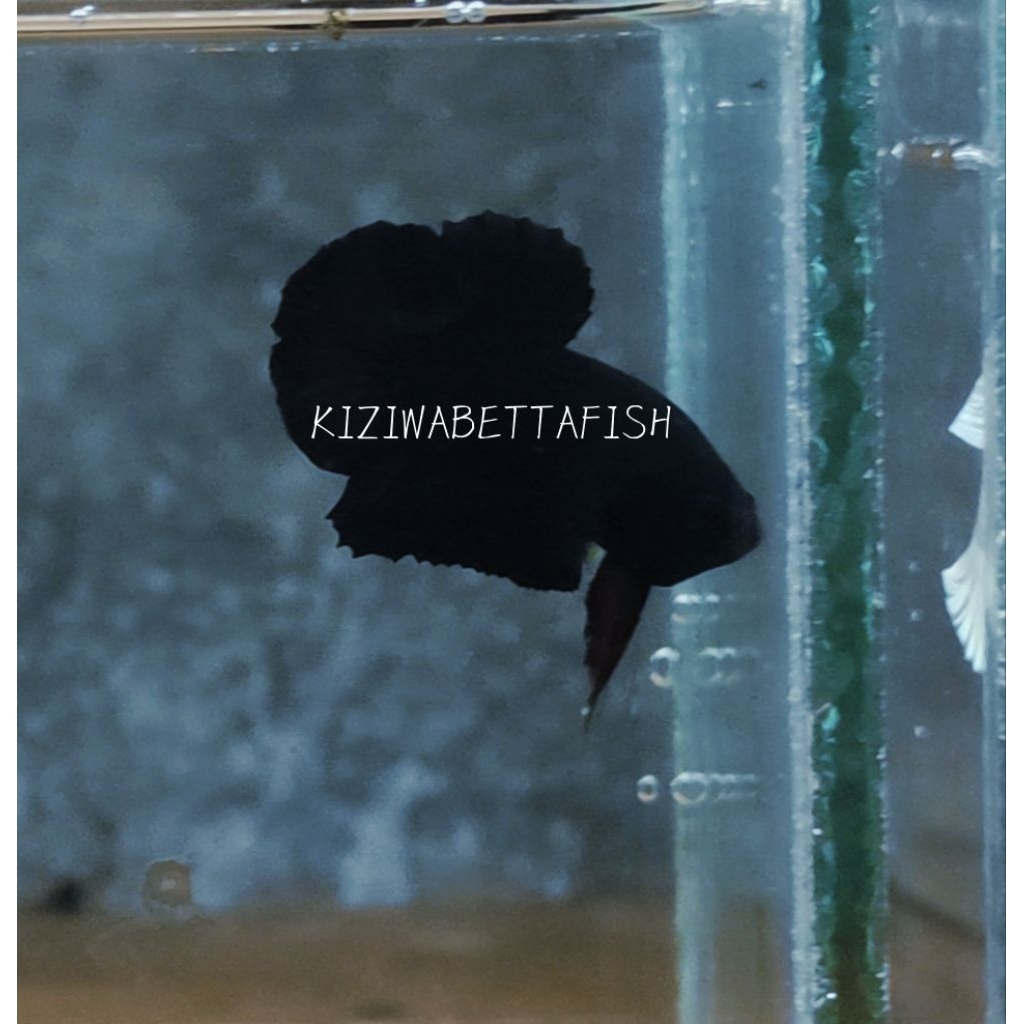 Black bahan avatar nebula