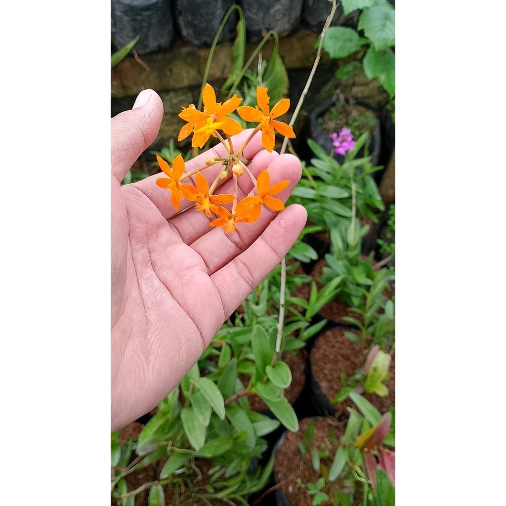 anggrek tanah epidendrum yellow