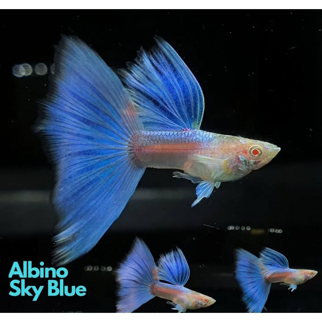 Guppy'BlueSky
