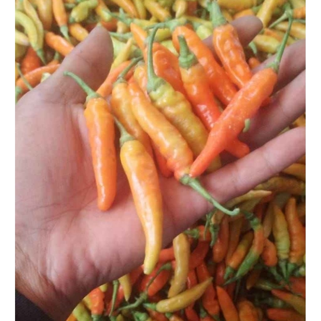 

cabe rawit merah 250gr