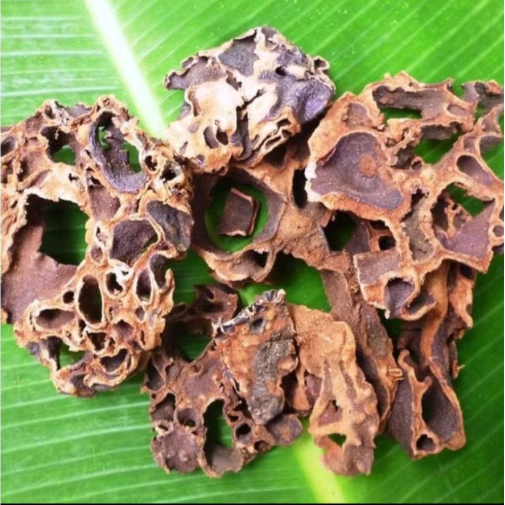 

TERLARIS SARANG SEMUT PAPUA MERAH SEGAR FRESH GRADE A TERBAIK