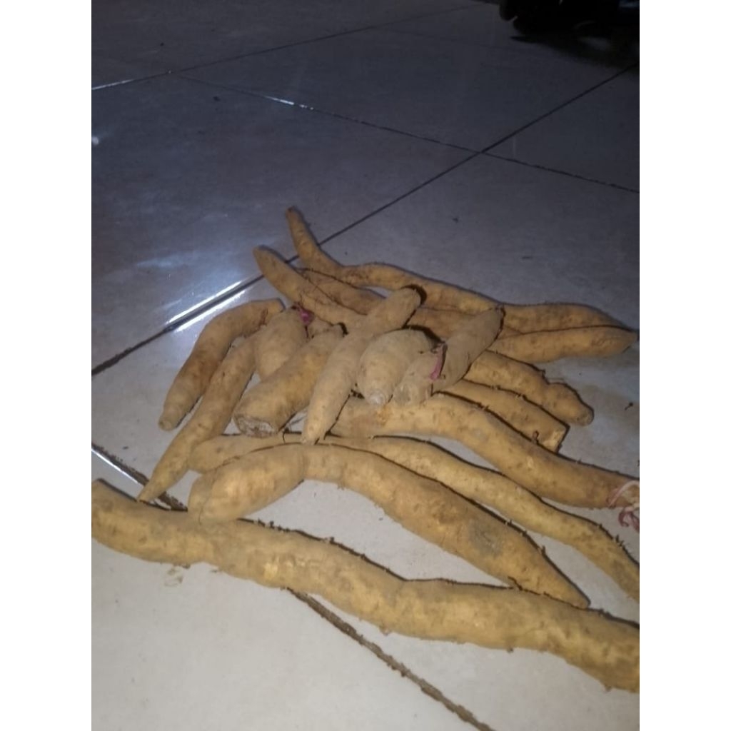 

ubi cilembu 3kg mini