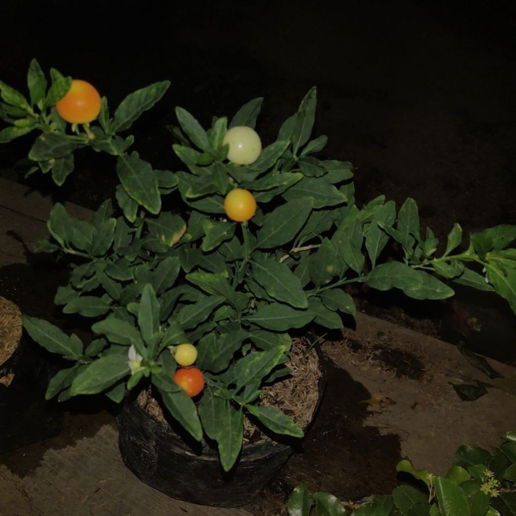 

tomat crismil berbuah