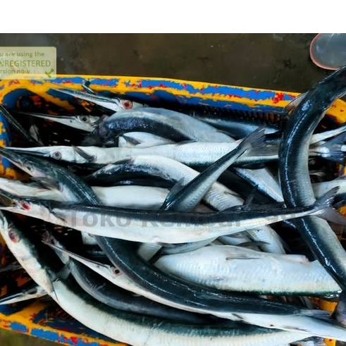 

Ikan cendro Segar Ikan cendro 1Kg