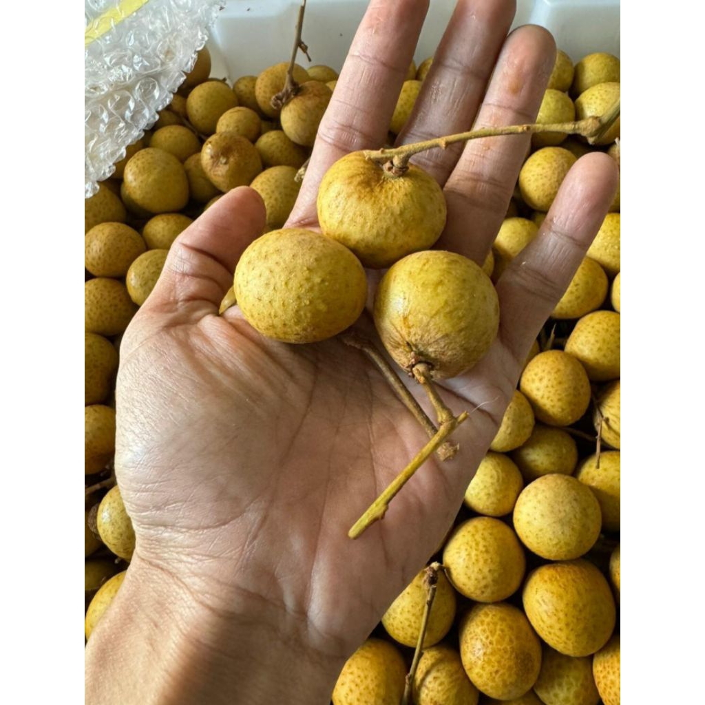 

kelengkeng madu fresh netto 1000gr