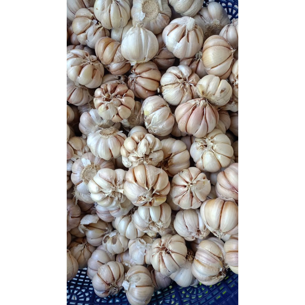 

BAWANG PUTIH BERSIH FRESH