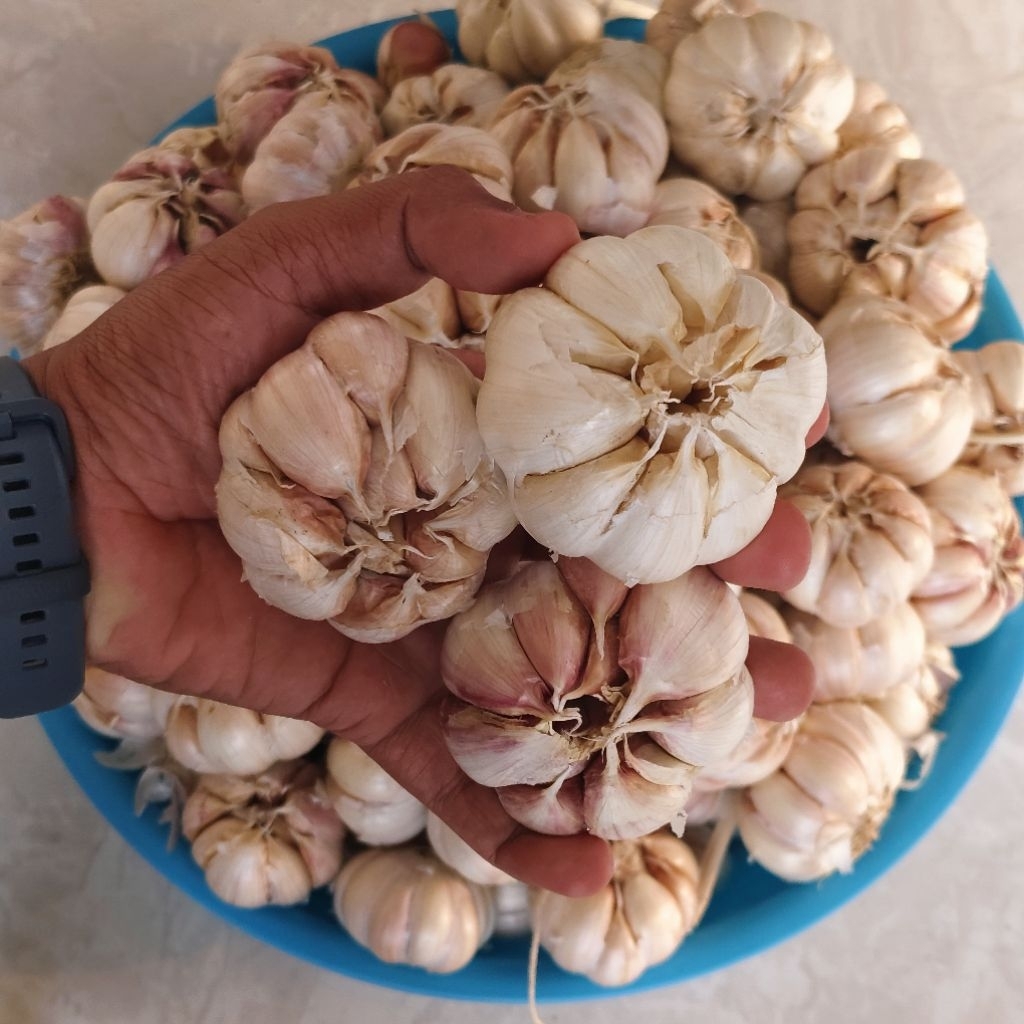 

Bawang Putih, Bawang Putih Termurah 1Kg