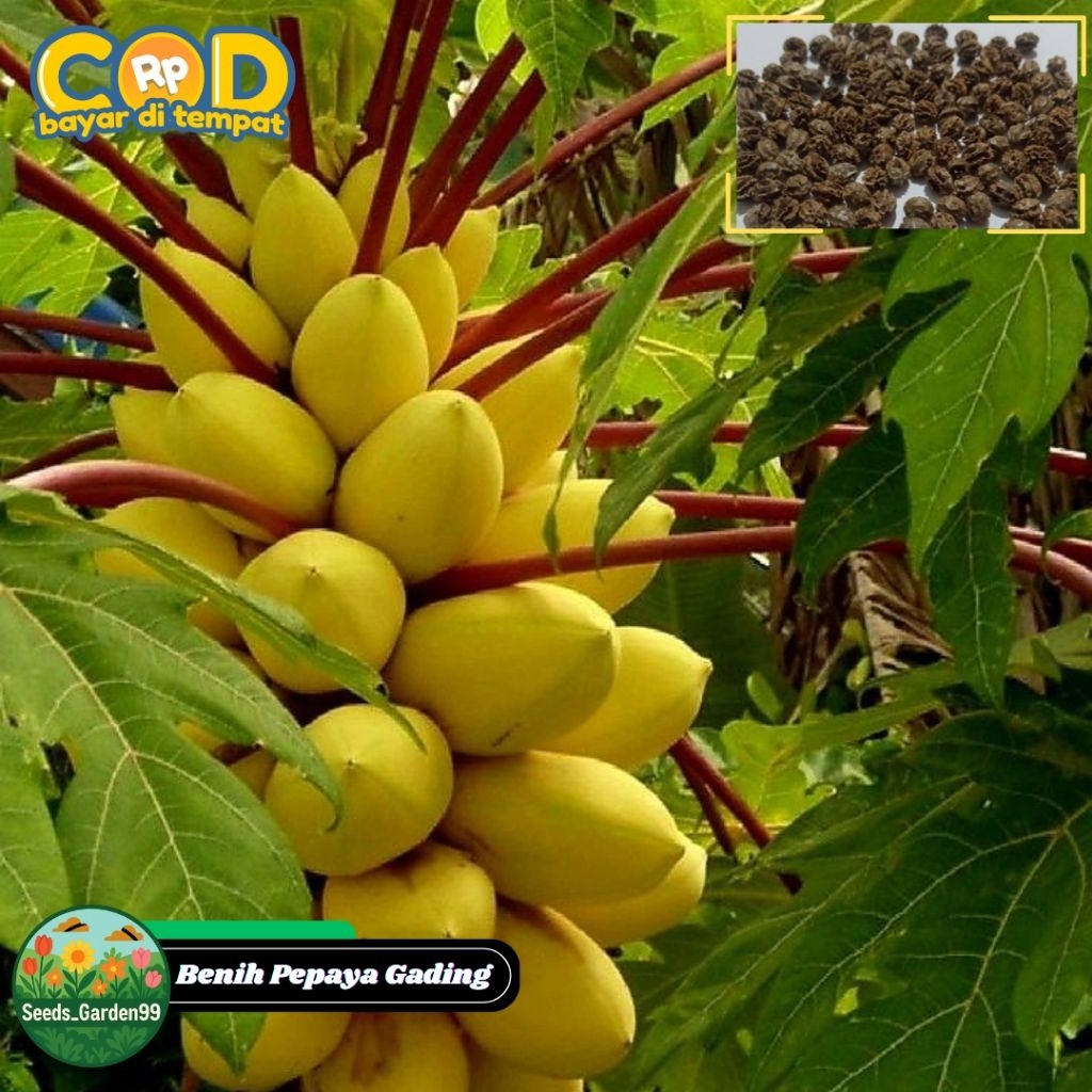 10 BUTIR BIJI/BENIH TANAMAN PEPAYA GOLDEN | PEPAYA GADING