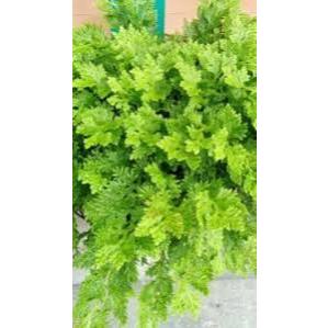 

DAUN CAKAR AYAM SEGAR 1KG / DAUN RANE, OBAT TRADISIONAL, BANYAK MANFAAT UNTUK KESEHATAN