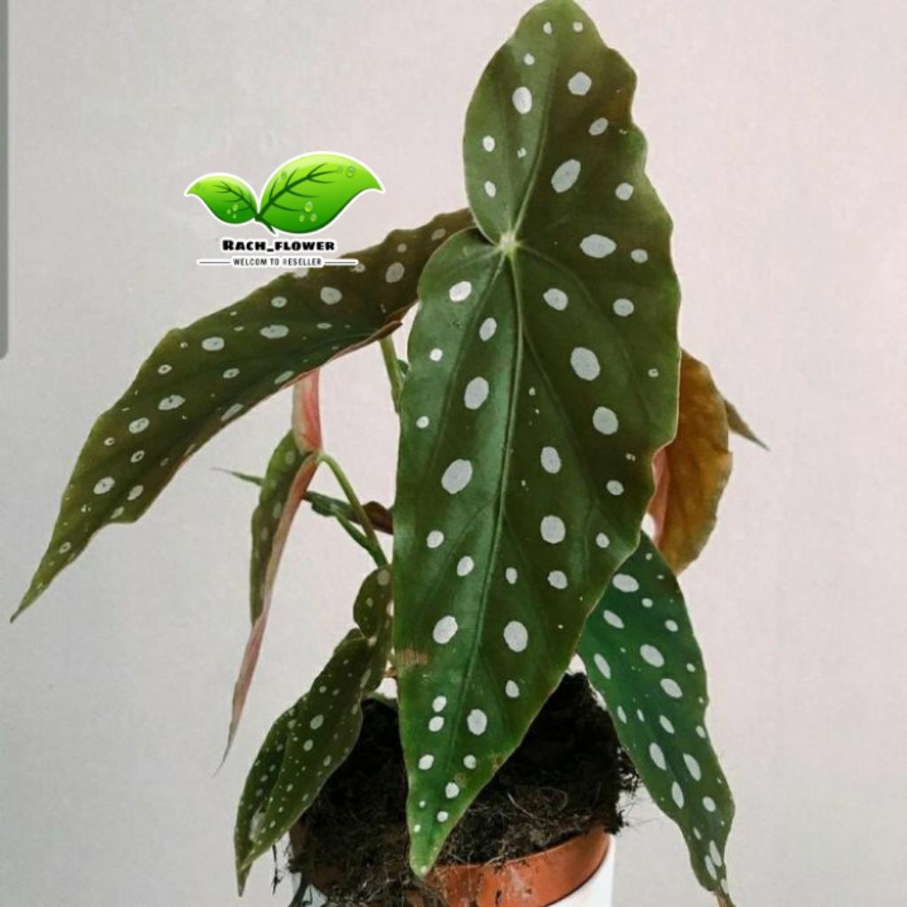 Tanaman hias Begonia polkadot - begonia angel wing - begonia maculata