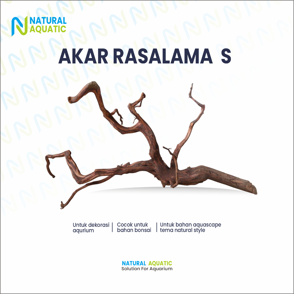 Akar Rasamala Kecil (Size S) – Cocok untuk Bonsai atau Aquascape