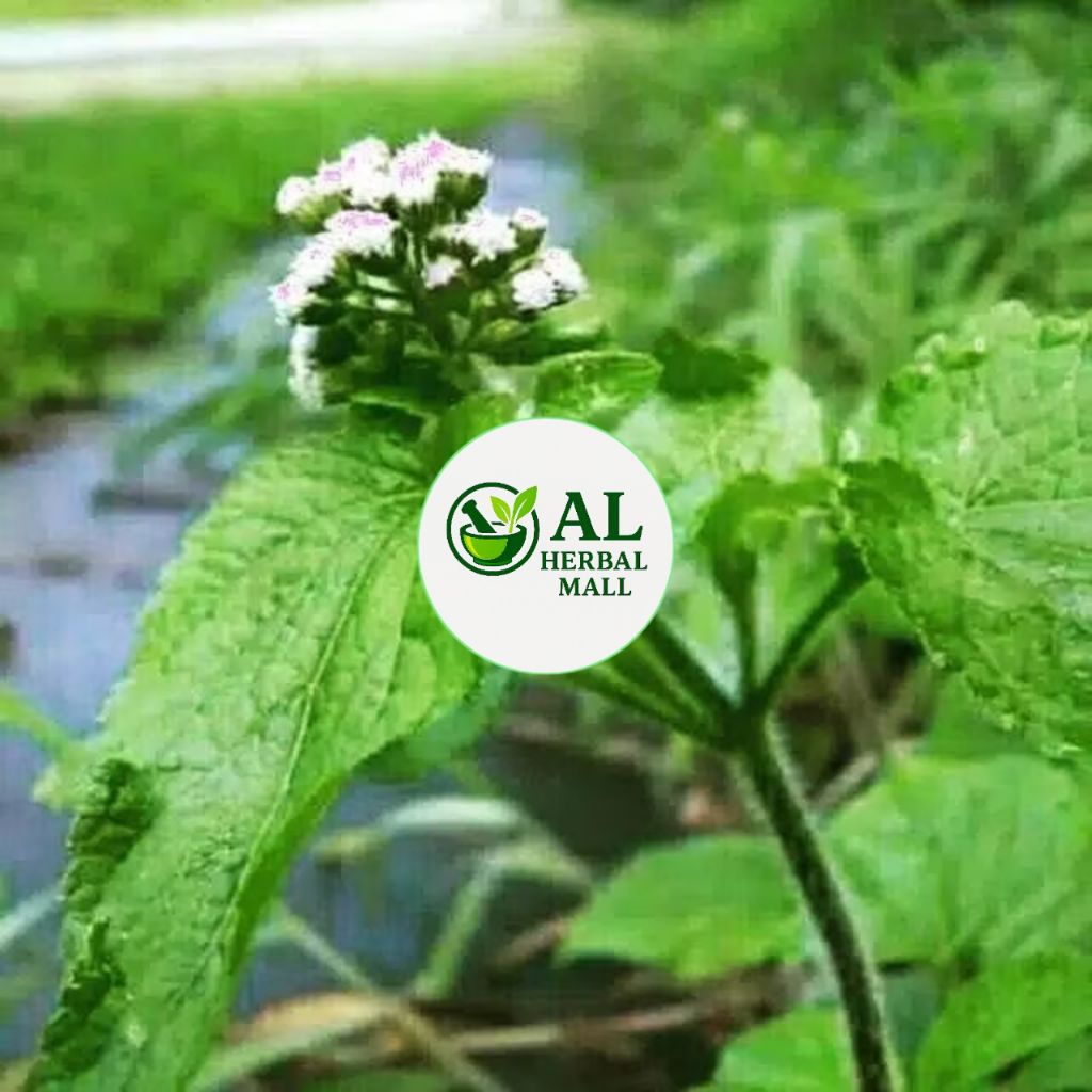 

Daun Badotan Segar 250 Gram Organik