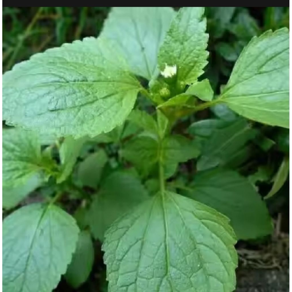 

DAUN BANDOTAN SEGAR 1 KG