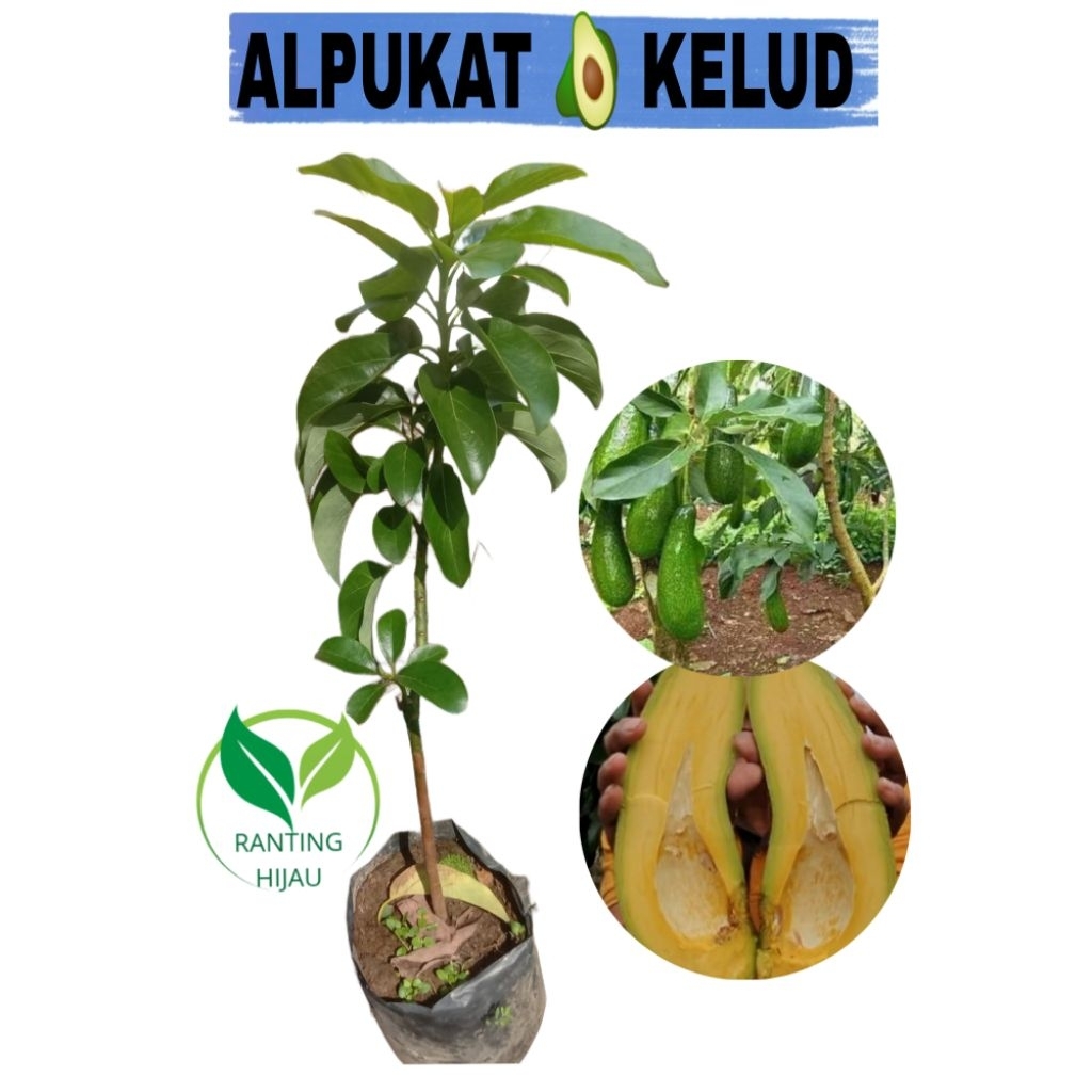 BIBIT BUAH ALPUKAT KELUD/SUBANG