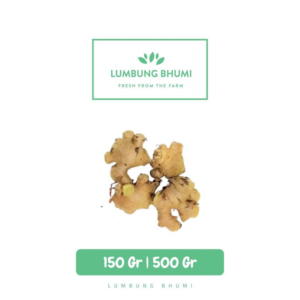 

Jahe Gajah Sedang Sayur - Lumbung Bhumi