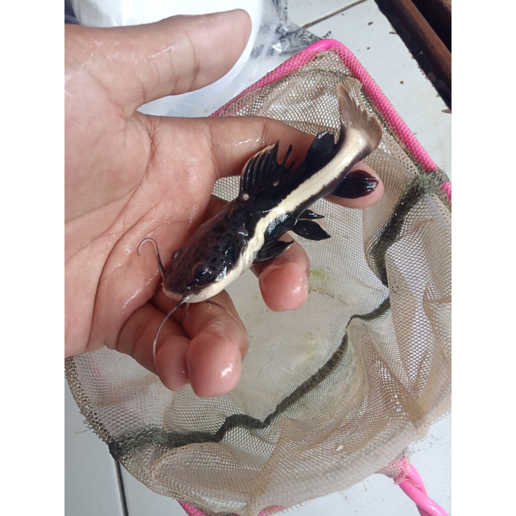 ikan rtc(lele amazon) #rtc