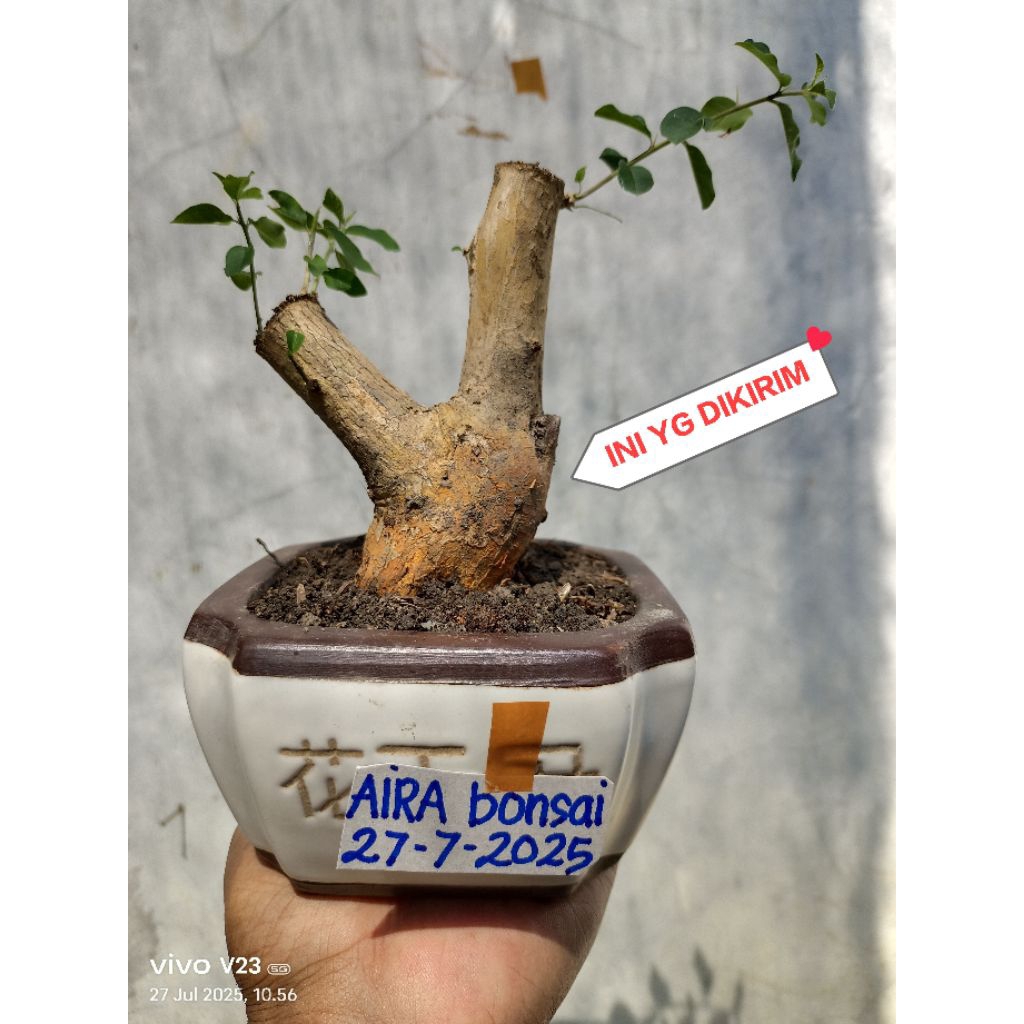 bahan bonsai sisir dongkelan