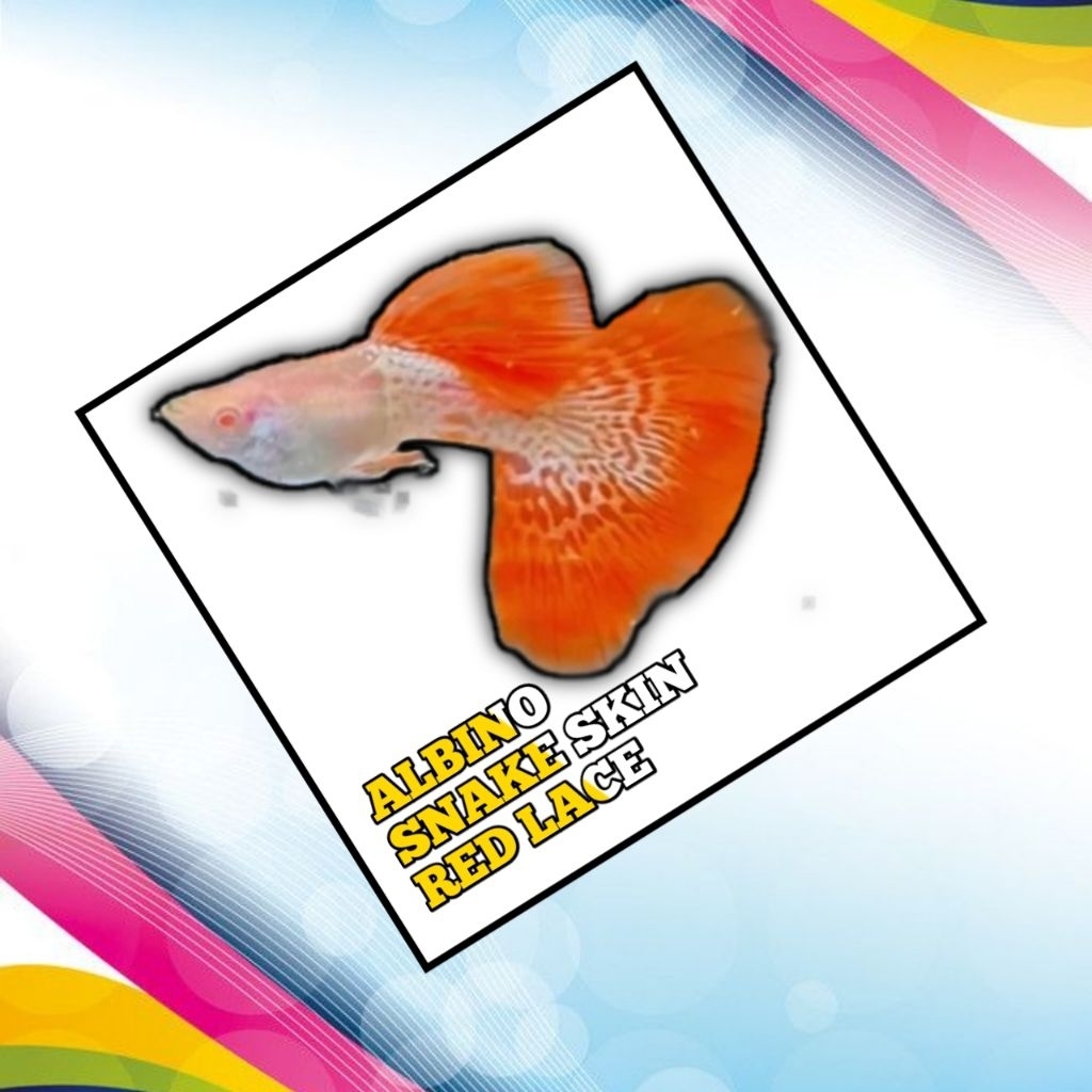 

STICKER KEKINIAN ALBINO SNAKE SKIN RED ROSE