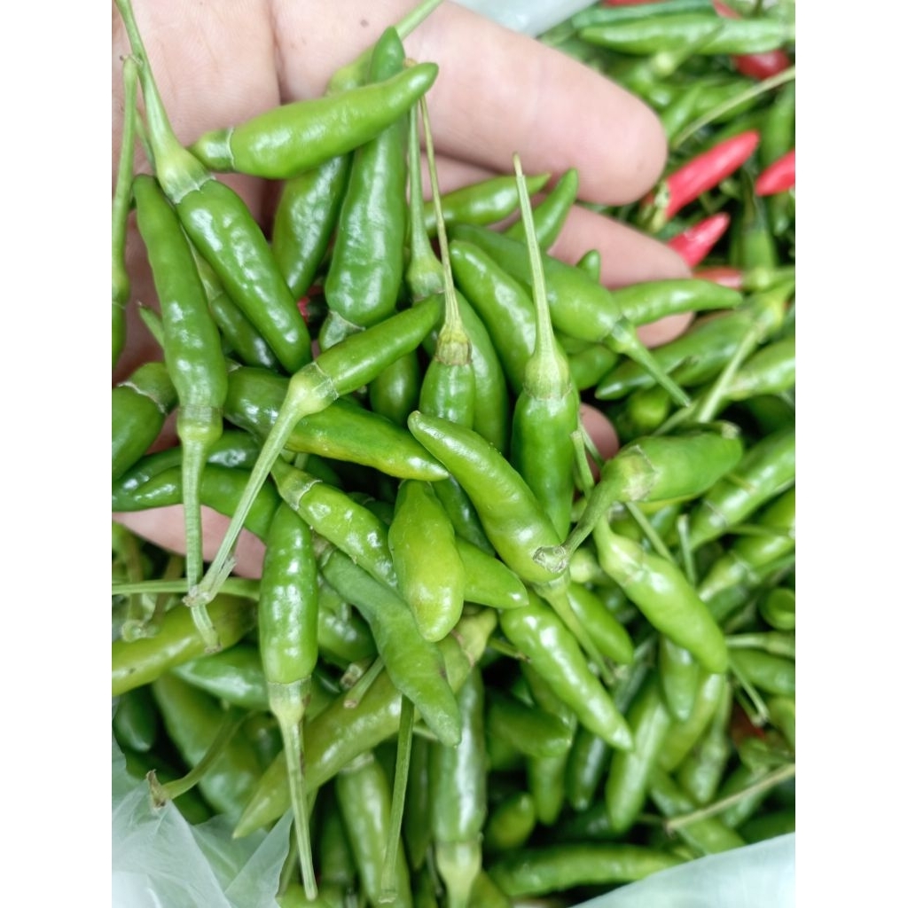 

Cabe Rawit Hijau Fress