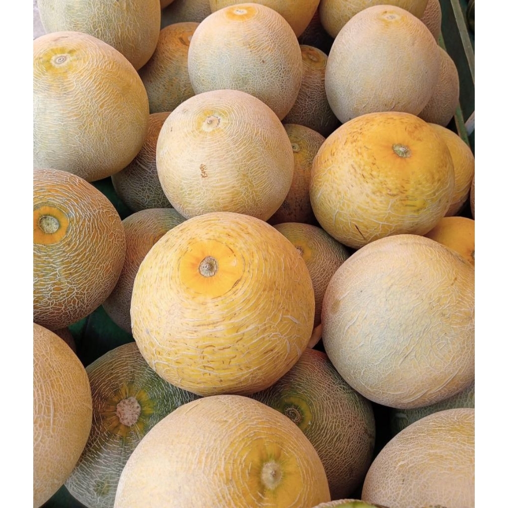 

Melon madu lokal Segar
