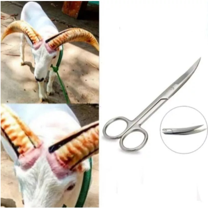 Gunting Butik Tanduk Domba Garut