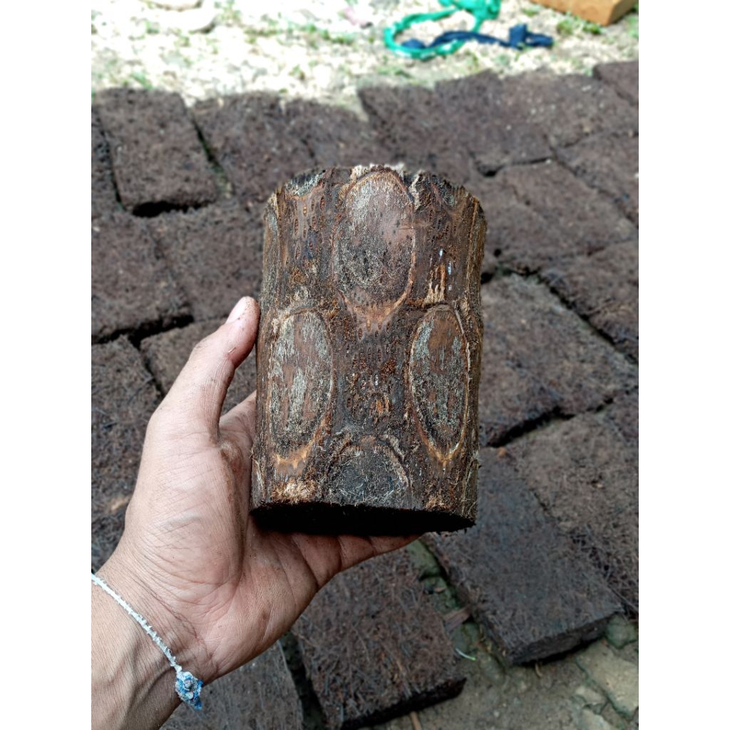 Paket 4 pcs pot batang pakis