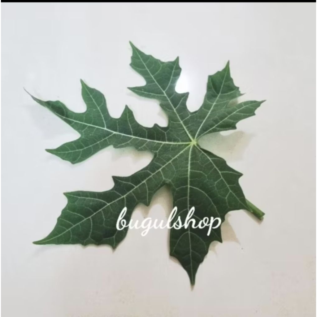 

Daun Pepaya Jepang / Daun Gedi Segar 200 gram