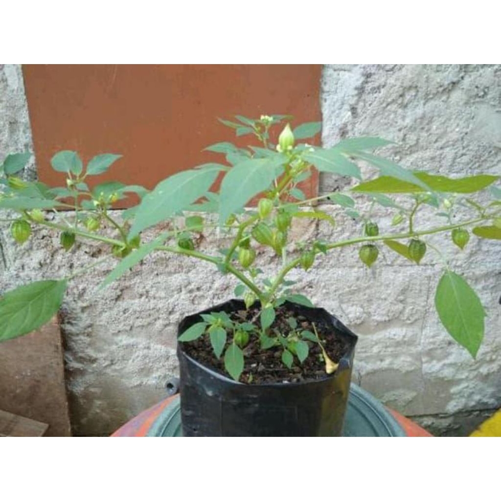 

Bibit pohon ciplukan/cecenet siap tanam obat herbal alami