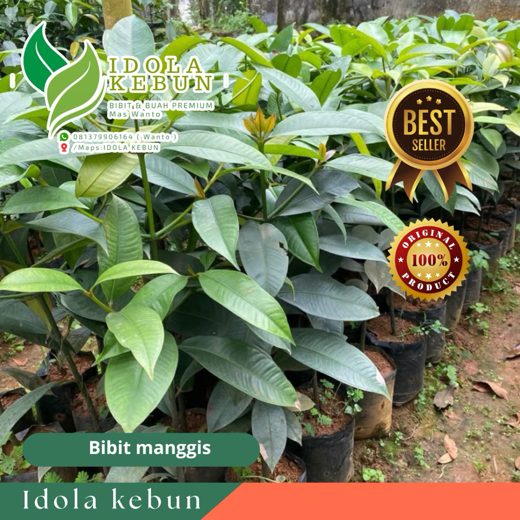 BIBIT BUAH MANGGIS VARIETAS WANAYASA HASIL SAMBUNG PUCUK ORIGINAL SUPER UNGGUL IDOLA KEBUN
