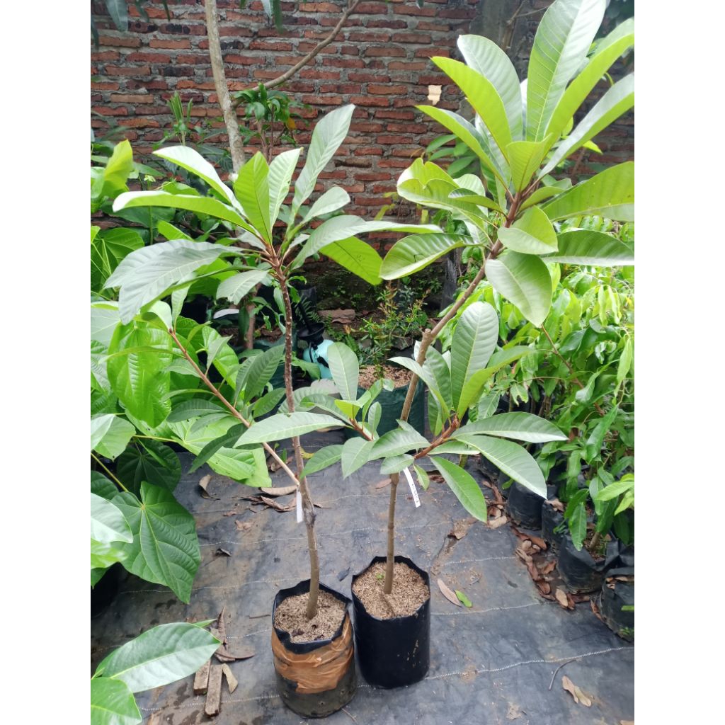 

Mamey sapote loritto