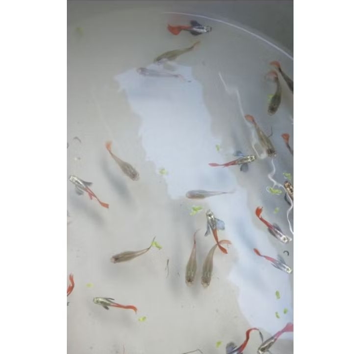 Ikan Guppy PRTDE | PRTDE