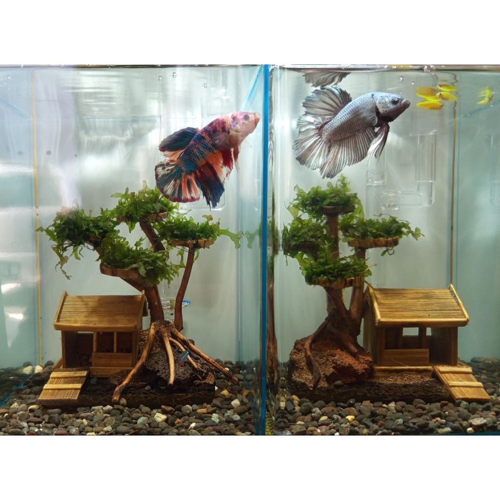 Halfmoon Giant aquatic CO live malam