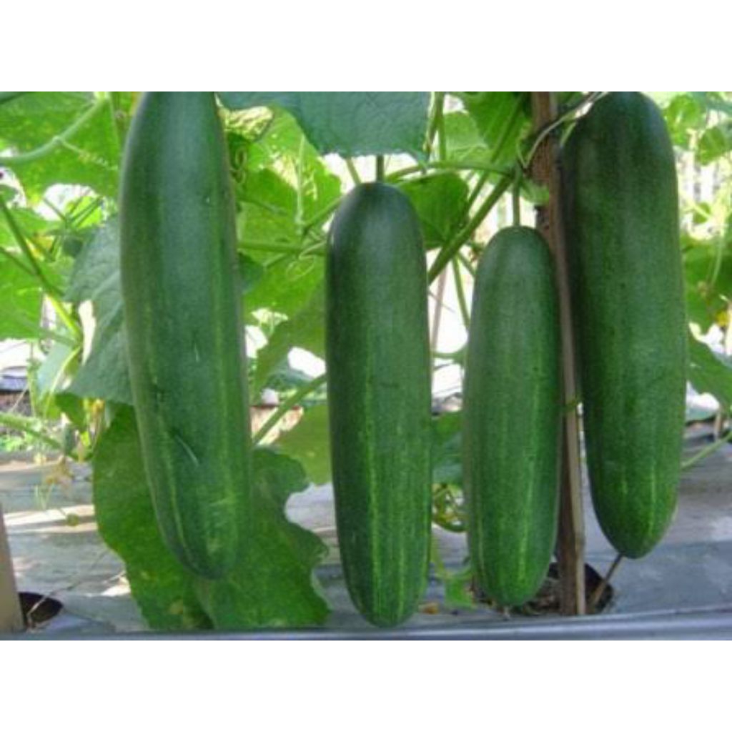 

Timun Segar Harian – Jenis Supermarket | Kebun Sendiri | Dijamin Fresh