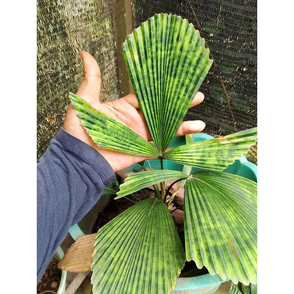 licuala mapu rawatan / palem mapu daun pecah