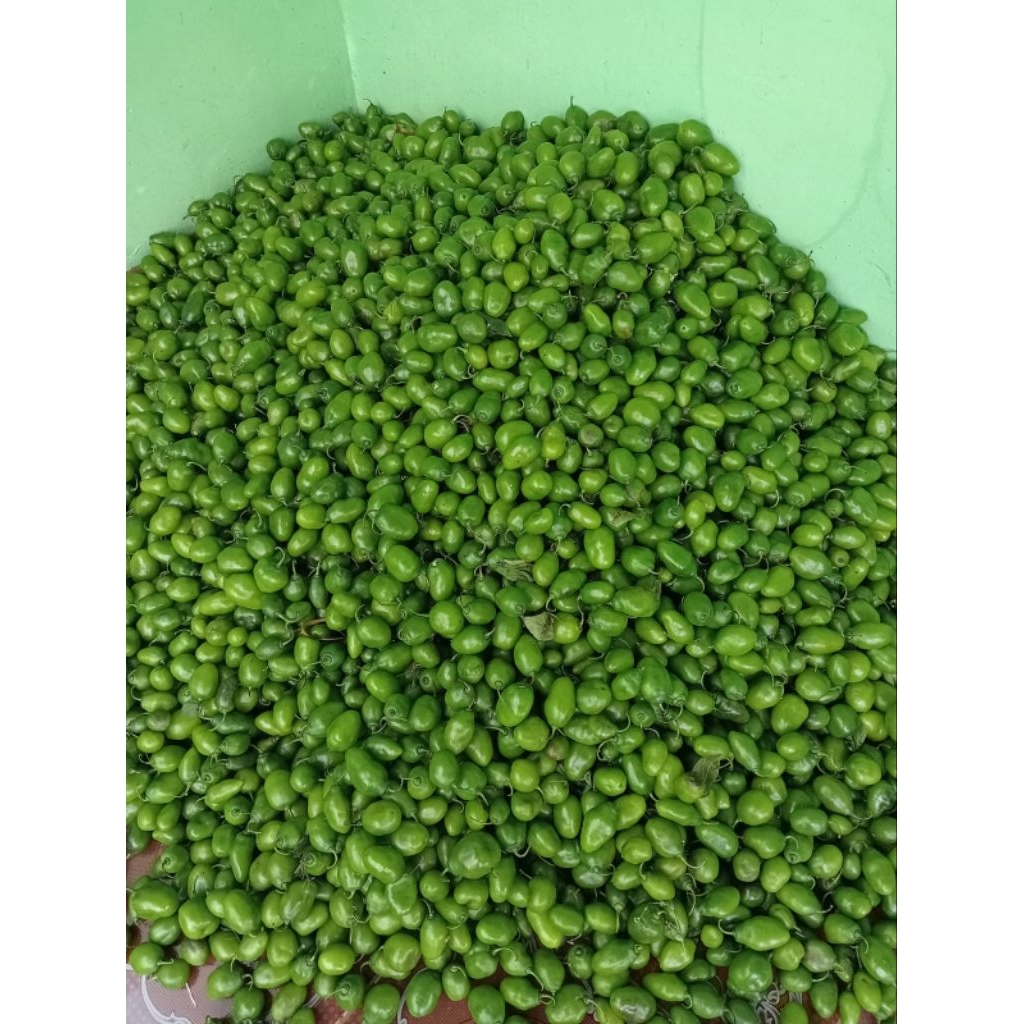 

cabai gendot viral Ciwidey Bandung, cabai habanero,cabai segar fresh segar.