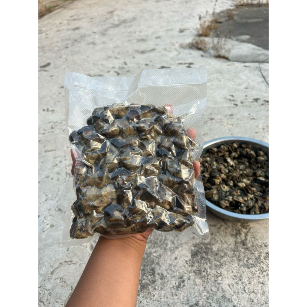 

daging bekicot 02, kwalitas ekspor. bersih tanpa pasir menempel