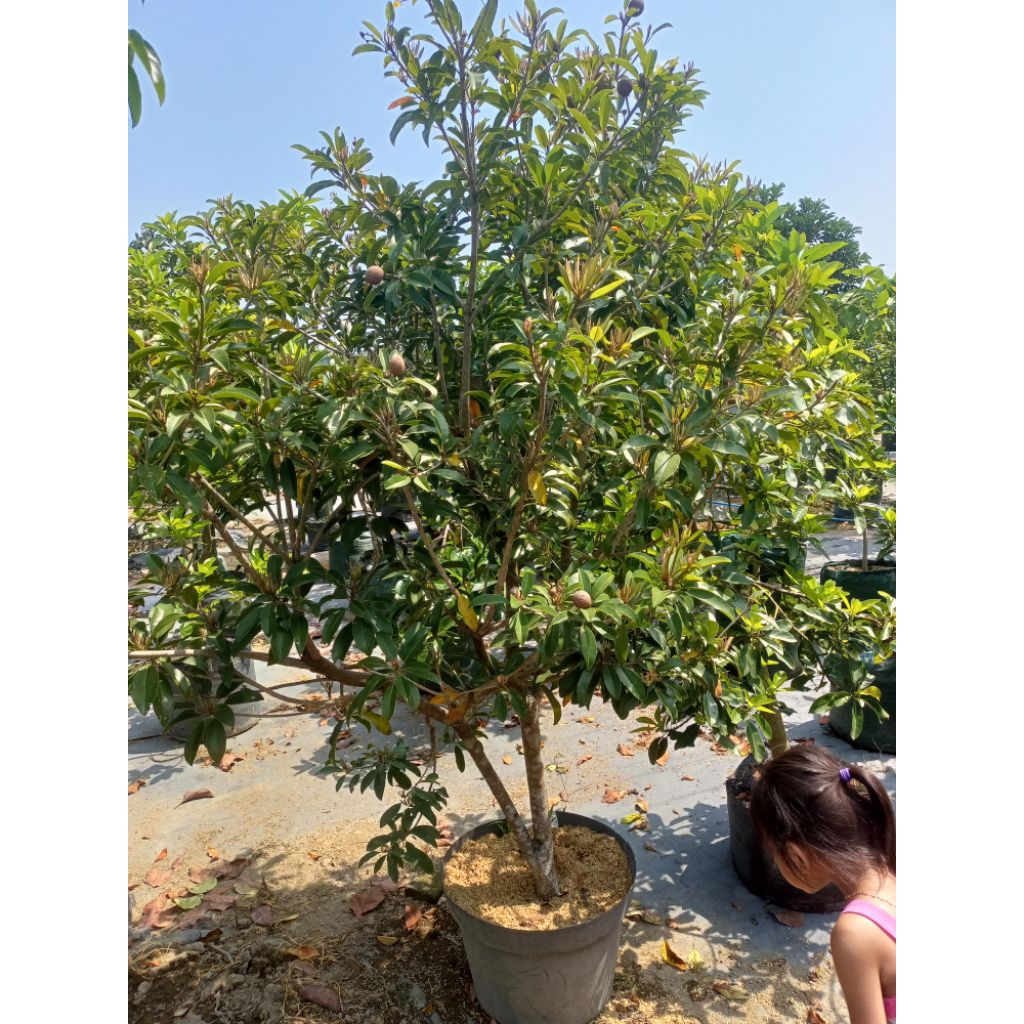 bibit sawo jumbo cm 19 full buah