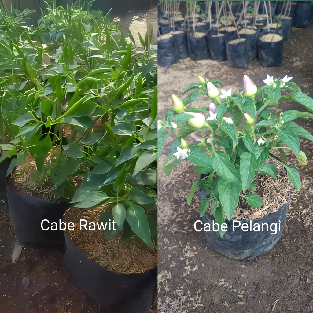 PAKET MURAH 2 Bibit Cabe Rawit dan Cabe Pelangi kondisi BERBUAH