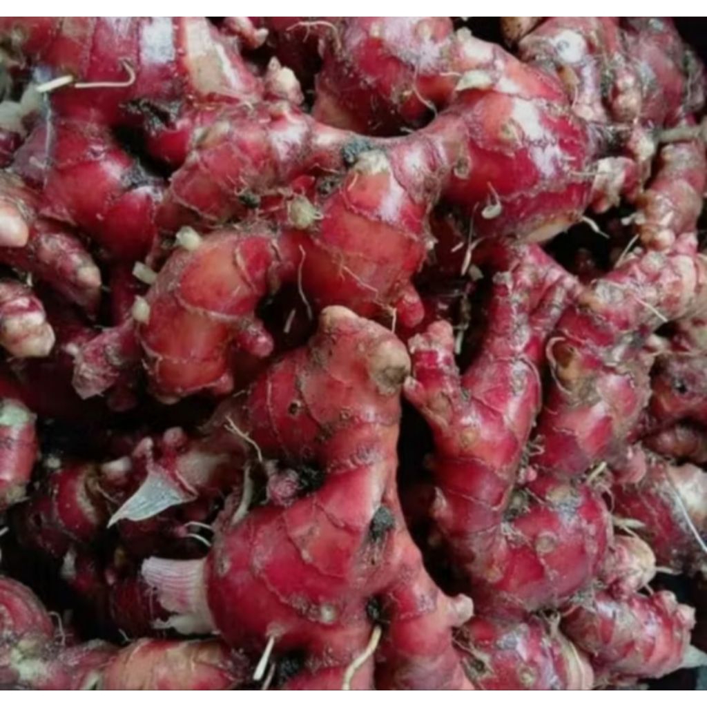 

Jahe merah segar 1kg berkualitas