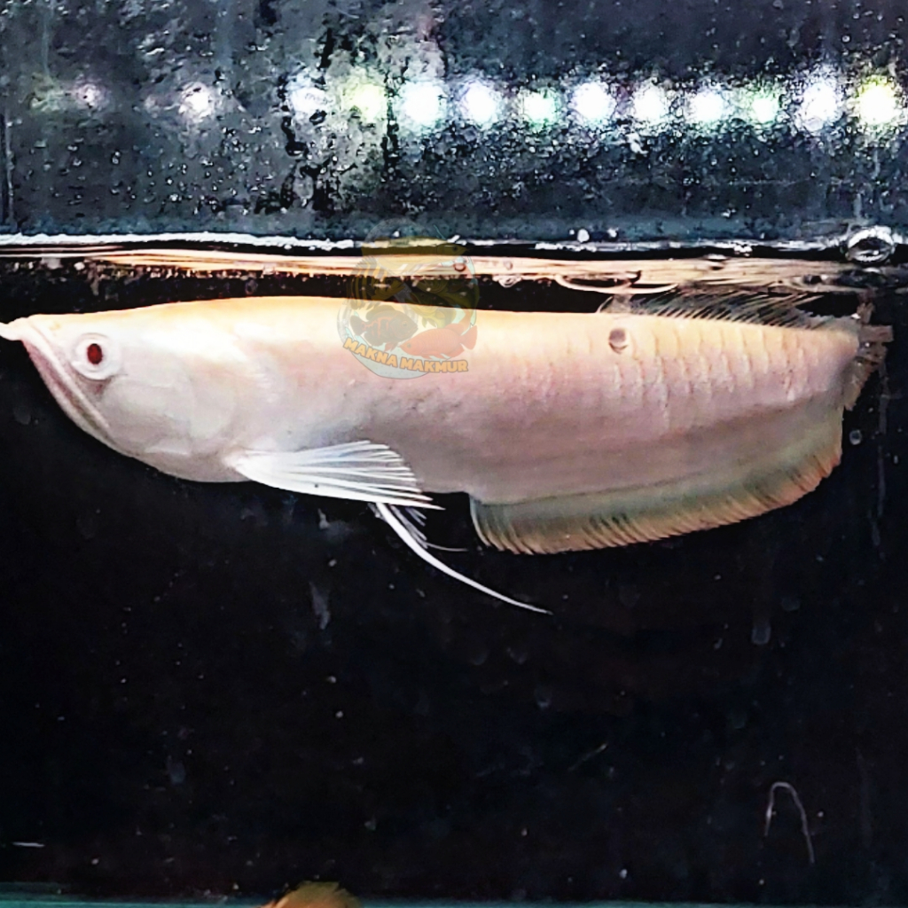 arwana silbino 15 - 30cm silver albino sehat lincah lengkap berbagai ukuran